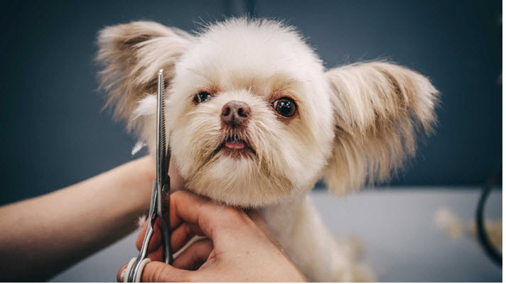 Customer portal benefits – Small dog being groomed