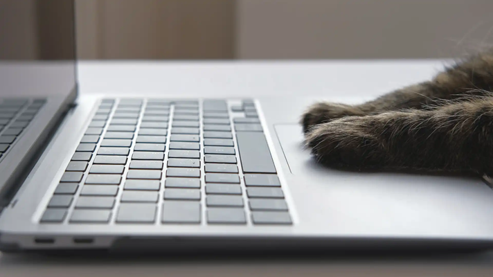 Cat's paws on laptop