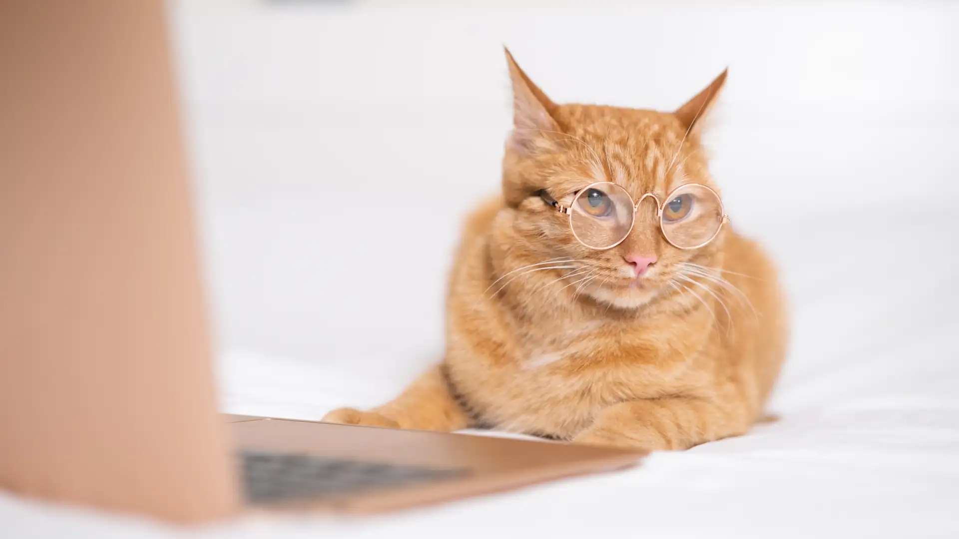 Cat with glasses in front of laptop