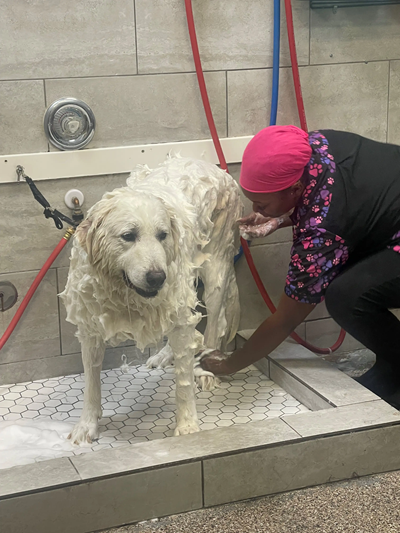 Pet grooming software - PetLinx staff washing a dog