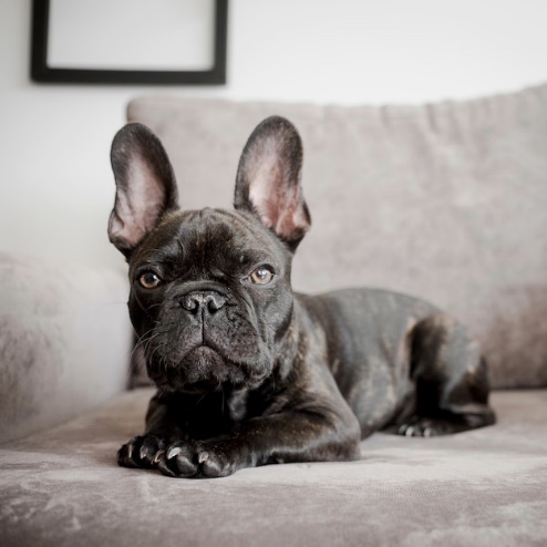 Five Hardest Dogs to Groom | PetLinx